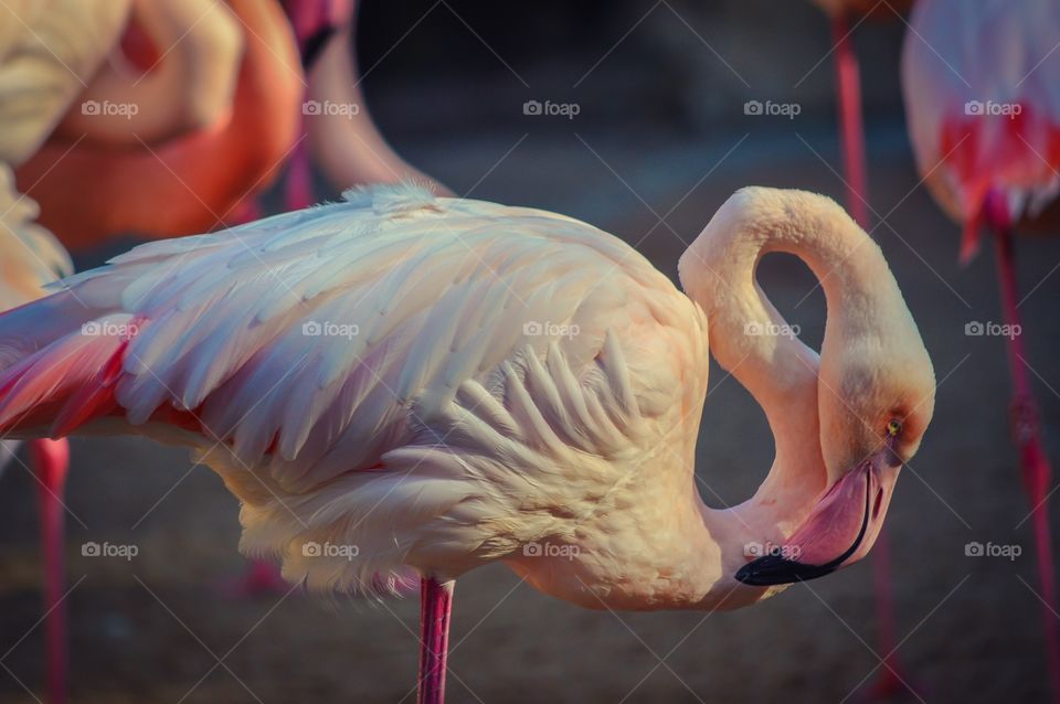 Close-up of pink flamingo