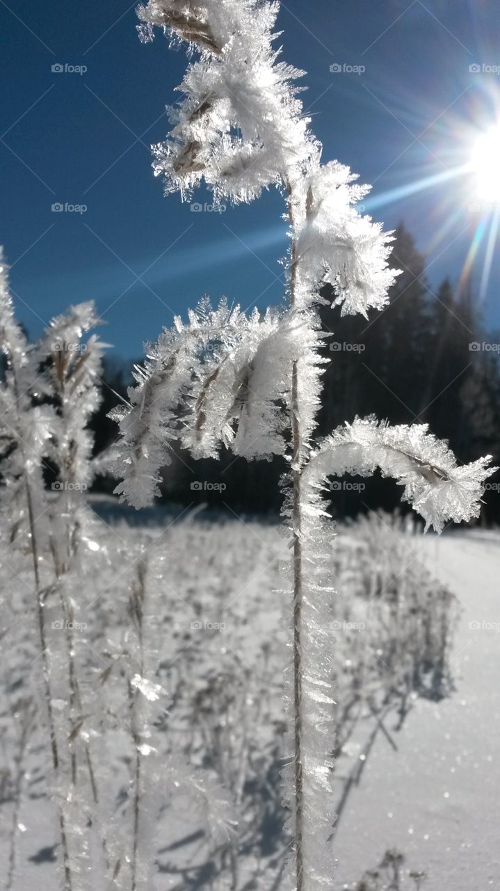 Ice crystals on grass