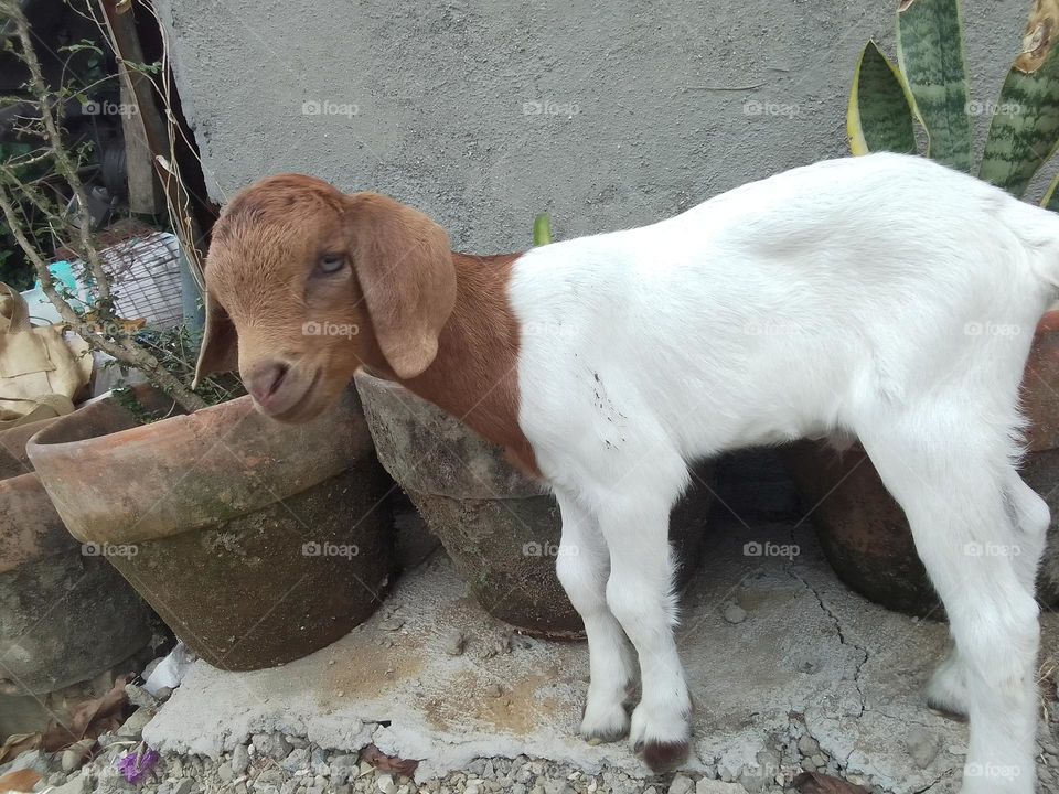 Goats have been used for milk, meat, fur, and skins across much of the world. Milk from goats is often turned into goat cheese.