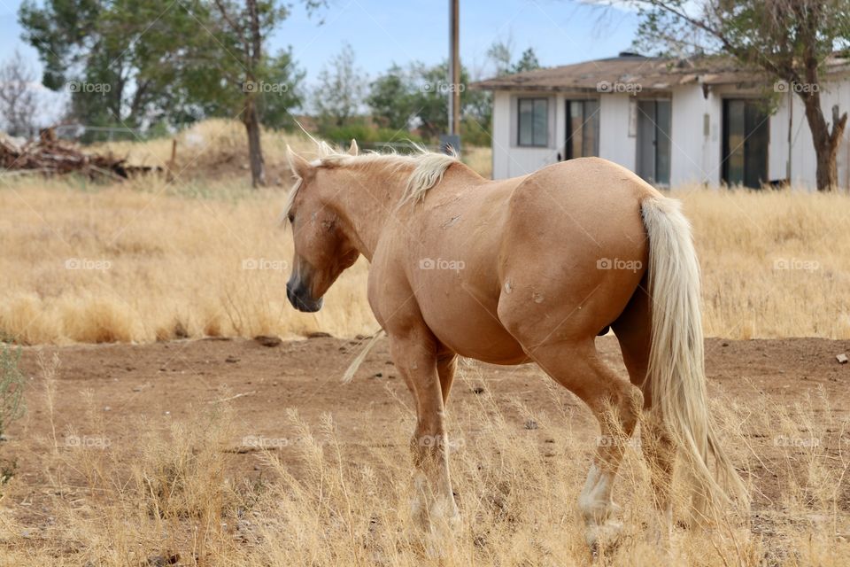 Wild stallion Palomino horse in rural area of Nevada 