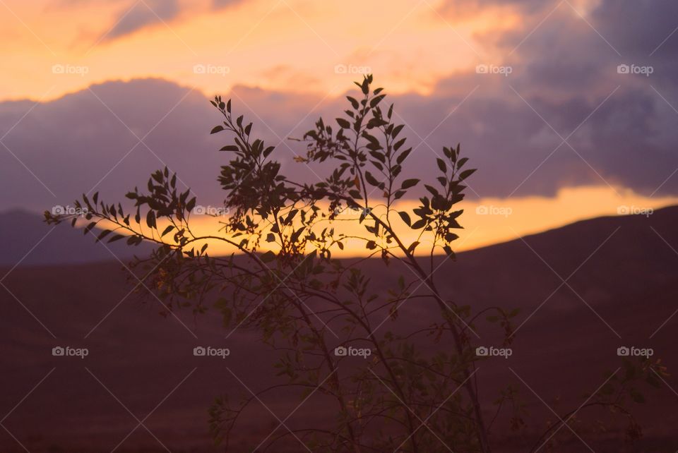 Tree sunset