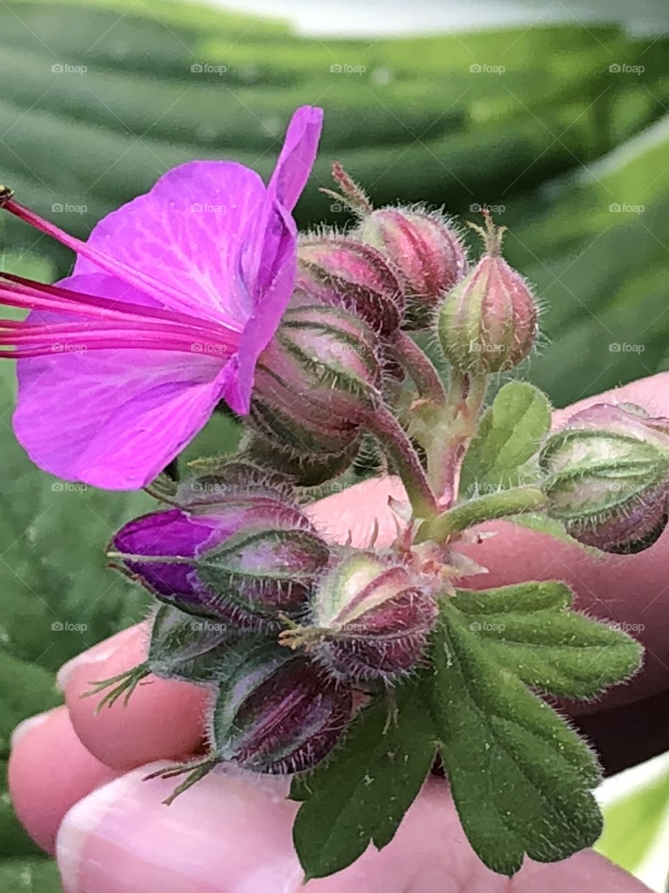 Cranesbill perennial blooms - close up