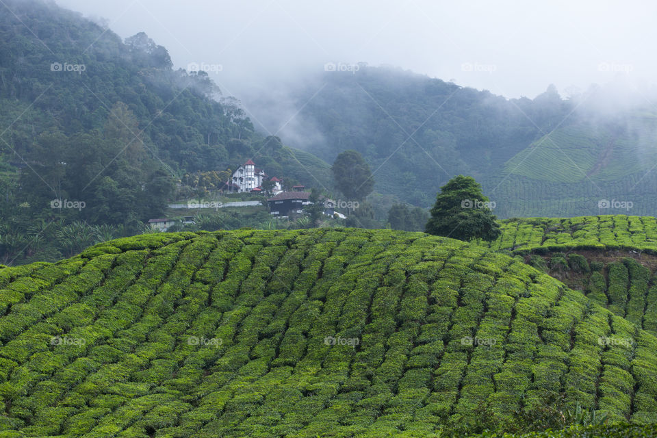 foggy morning at the tea plantation,Cameron Highlands,Malaysia
