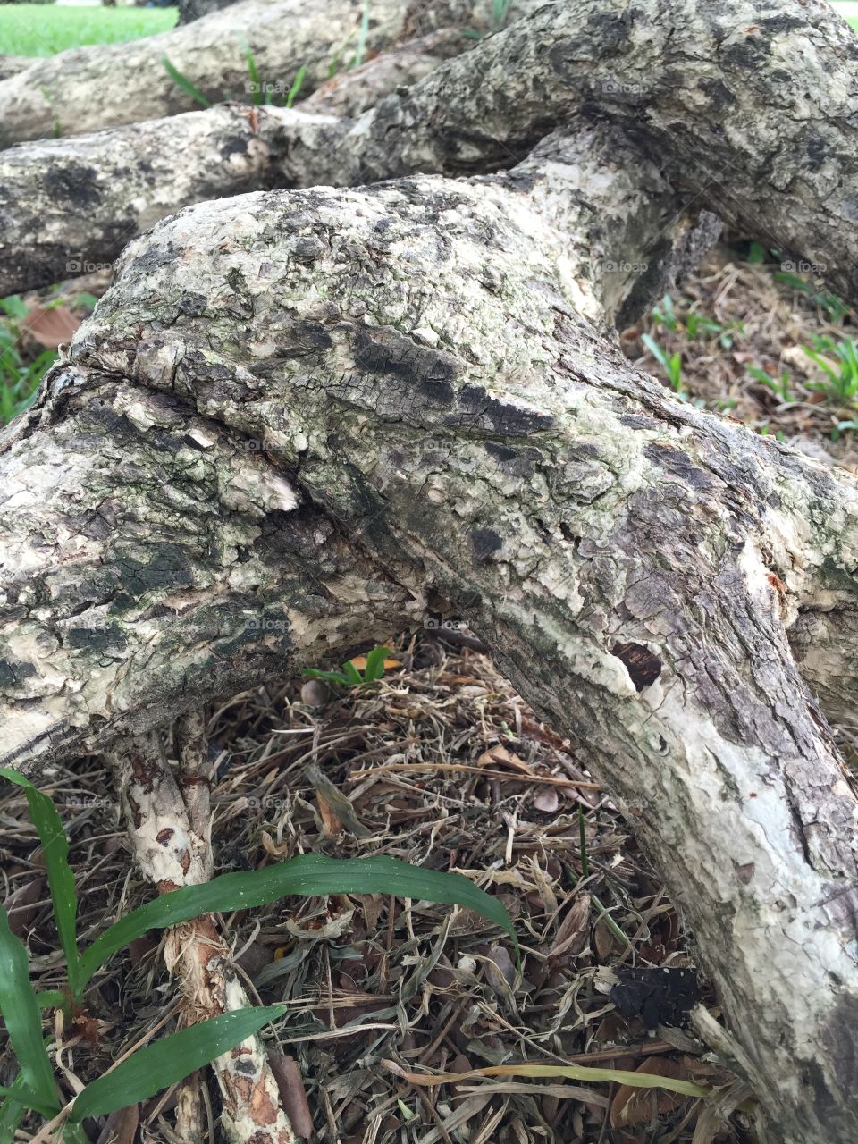 Mimosa tree roots 