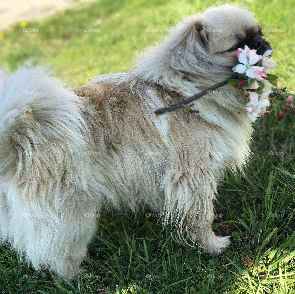 Dog with flowers