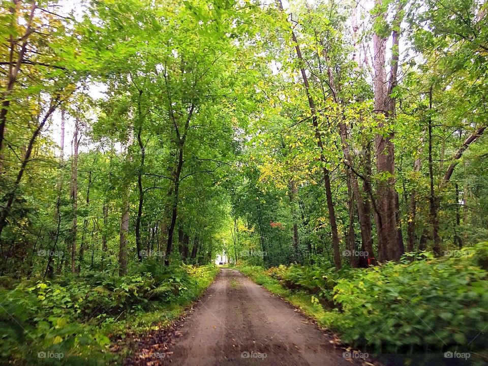 Forest in the summer 