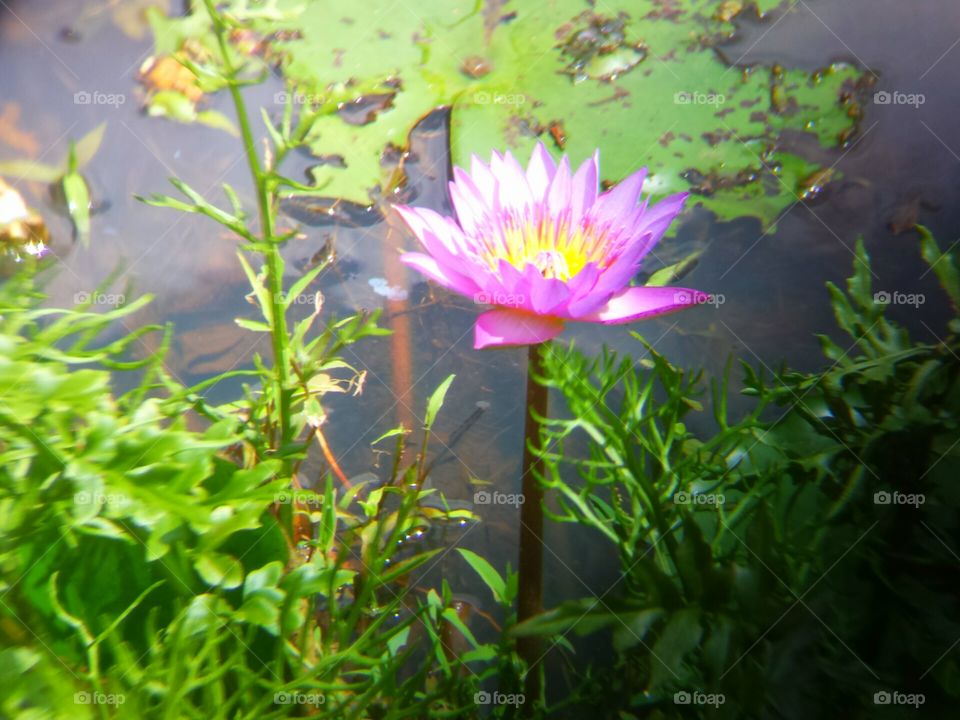 Water Lilly