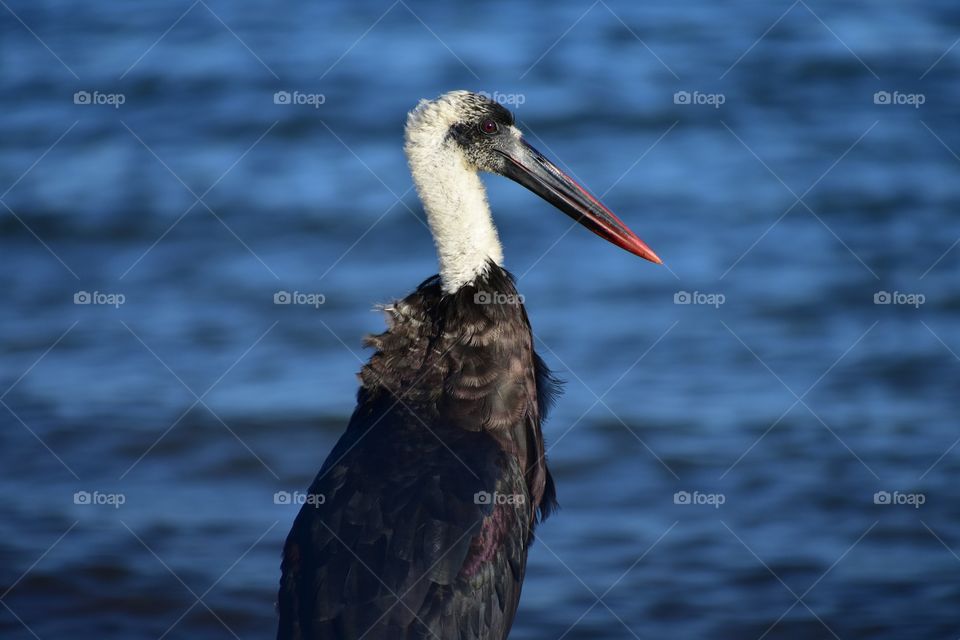 An Untidy Looking Wooly Stork Bird Spoils A Good Looking Photo