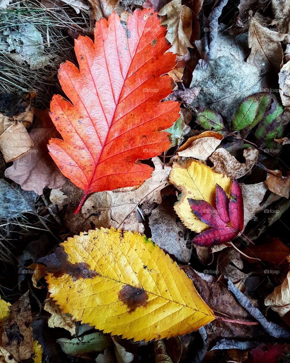 autumn leaves