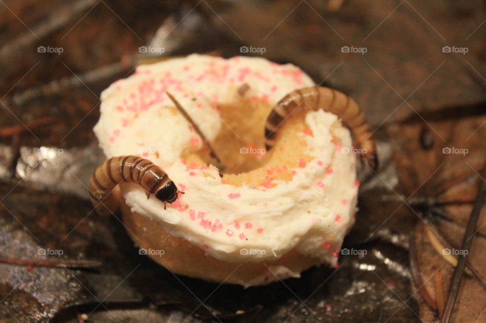 Two kingworms adorning a donut shaped vanilla cupcake with pink sprinkles on a playe of wet dead leaves and pine needles. Food for Stormy, the Bearded dragon and the pups. 