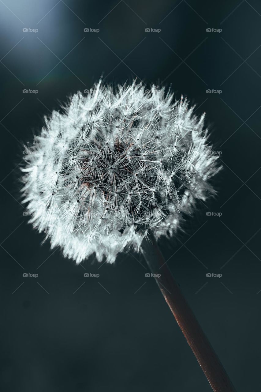 Dandelion on the dark background 