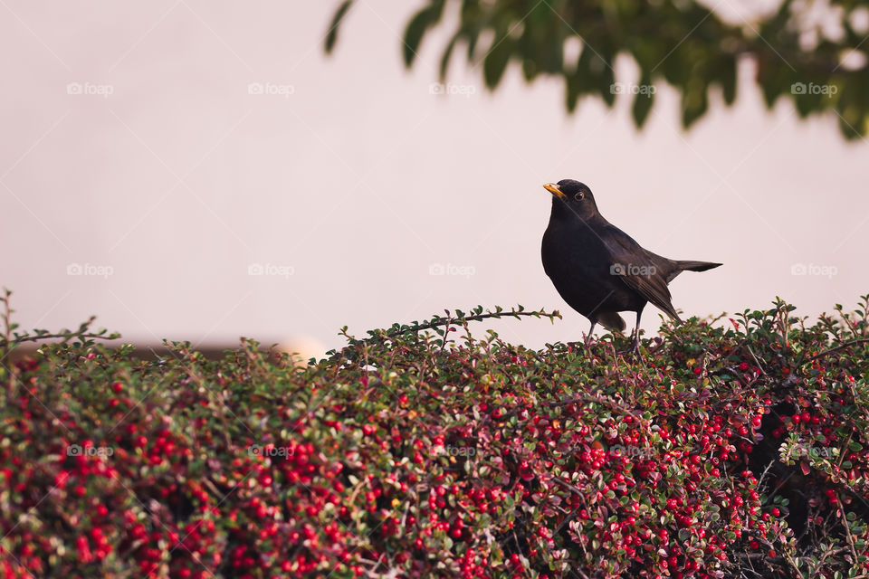 Black bird standing on a bush