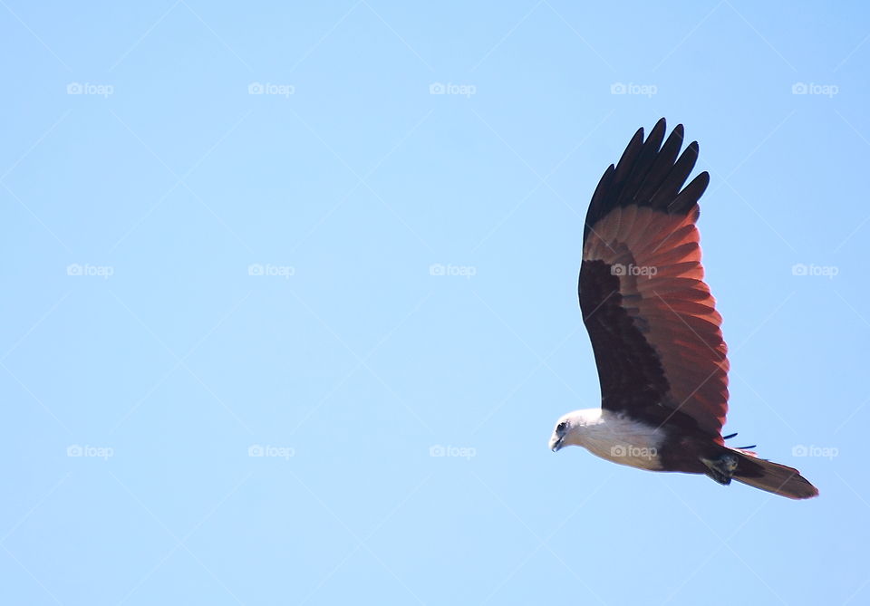 Brahminy Kite . Fly away to find some fishes at the surrounding of DAM .