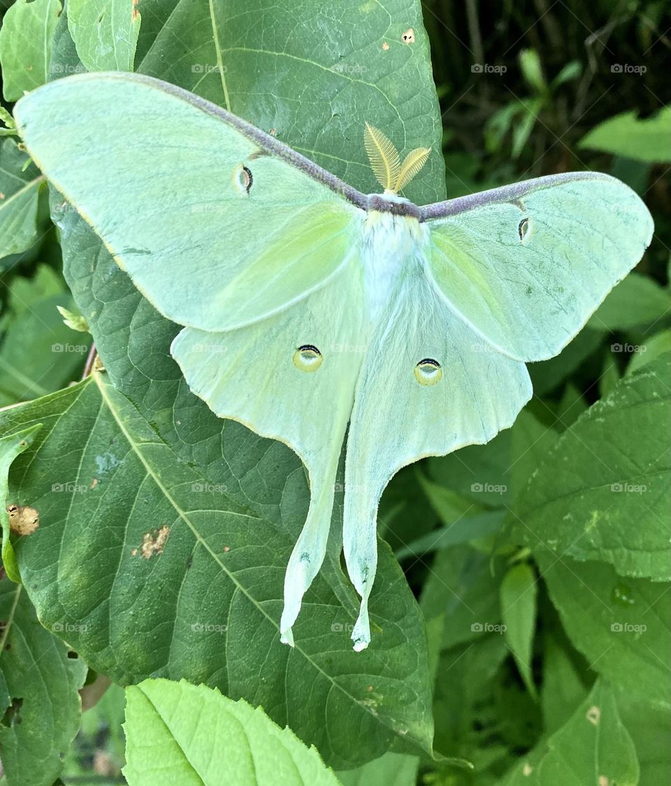 Luna moth on leaves