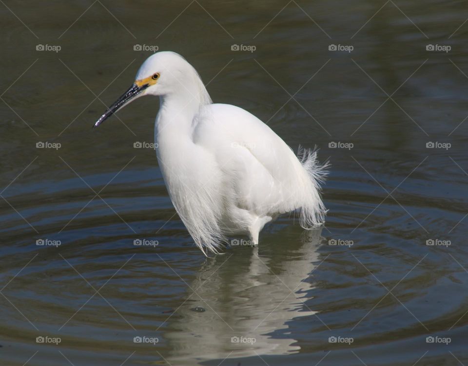 White Egret in the Water