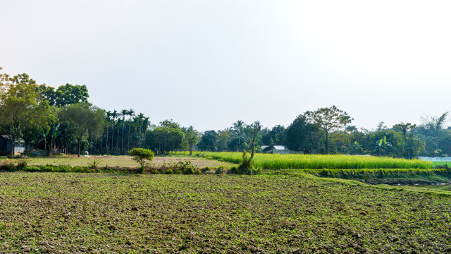 Green agricultural field after harvest. Rice Field After Harvesting at spring season. A scenic natural landscape scenery with Agriculture firm in Bardhaman West Bengal, India depicting rural life.