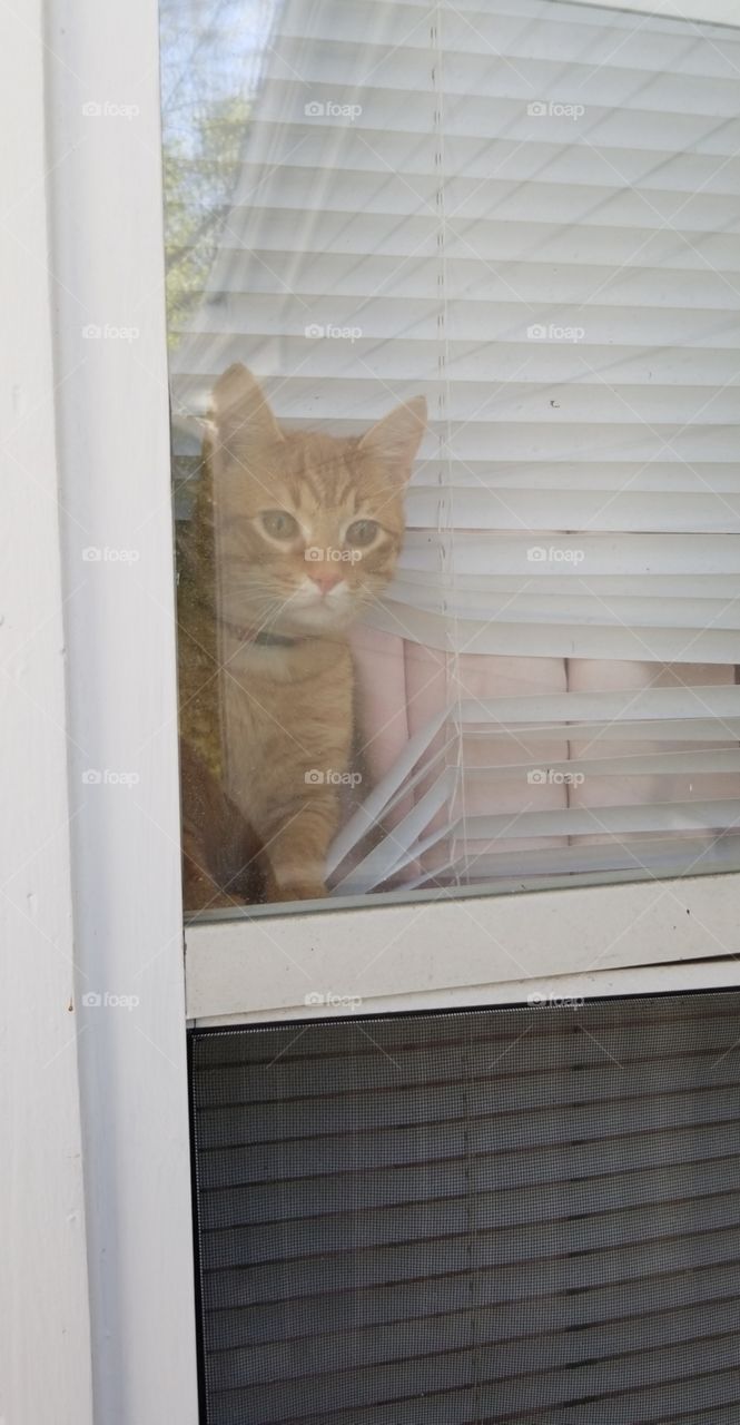 cat waiting in window