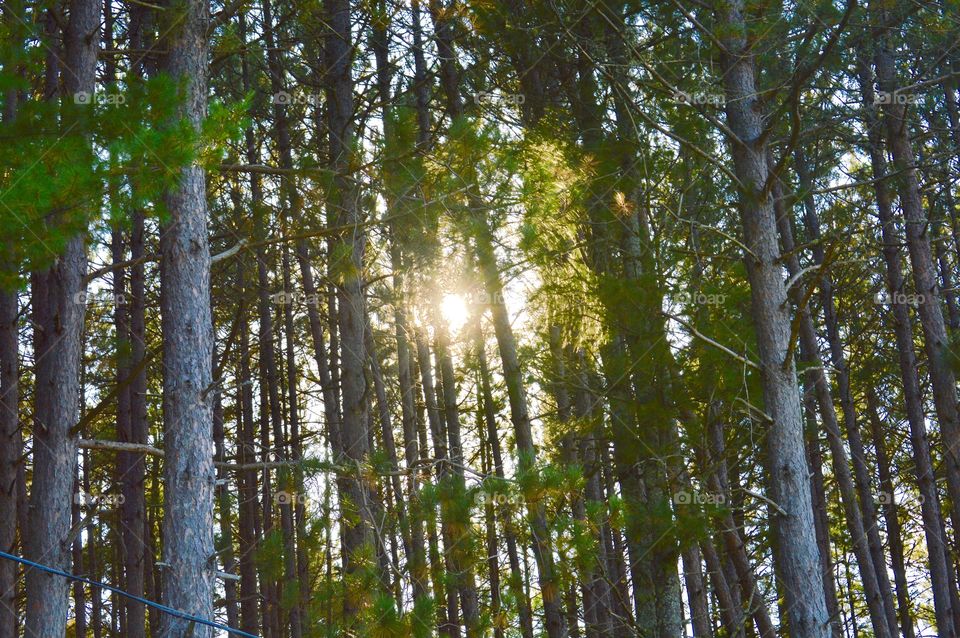 Trees with peeking sun