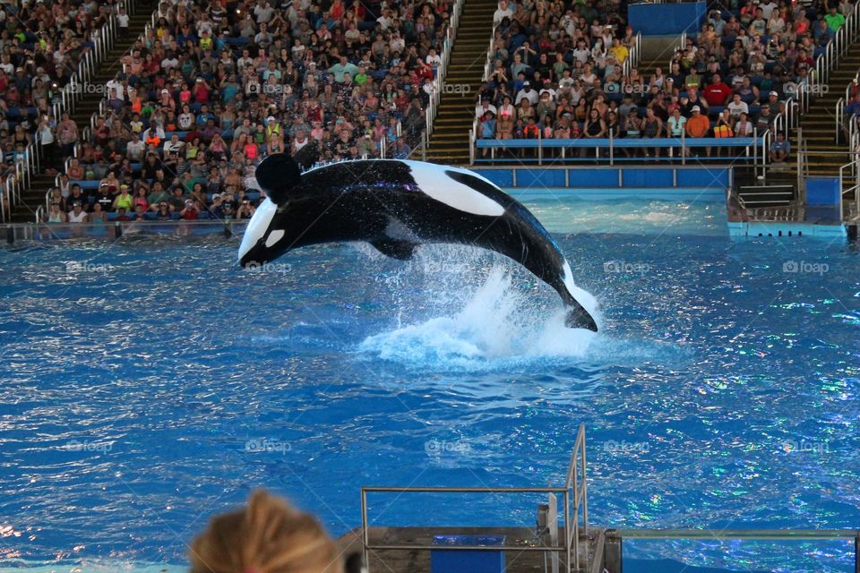 Visit to a sea world 