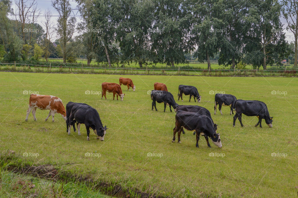 Cows On A Farmland
