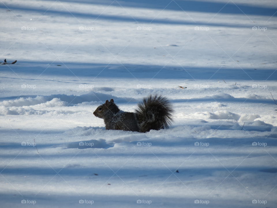 Squirrel in the snow