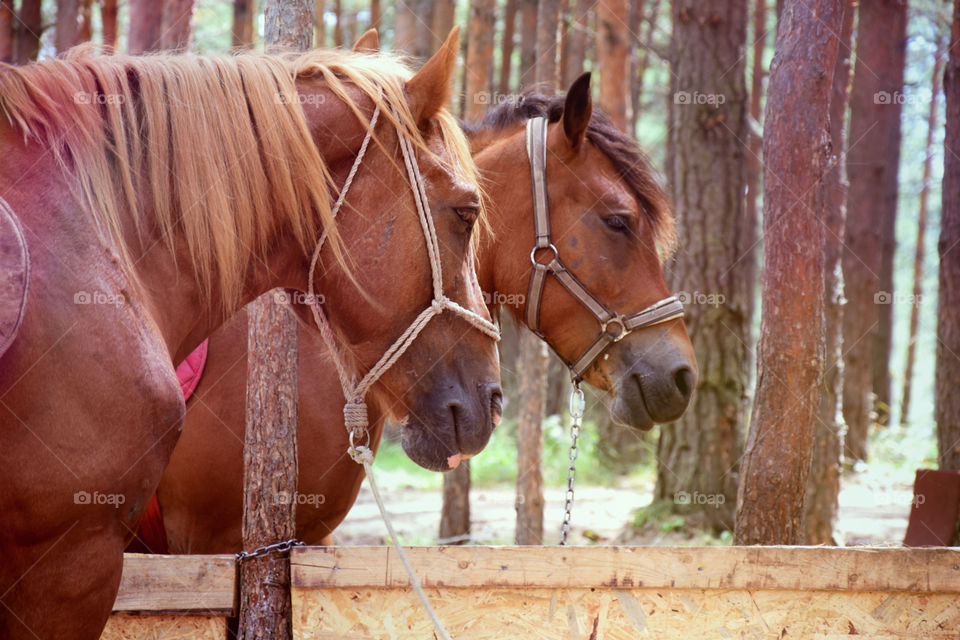 Horses