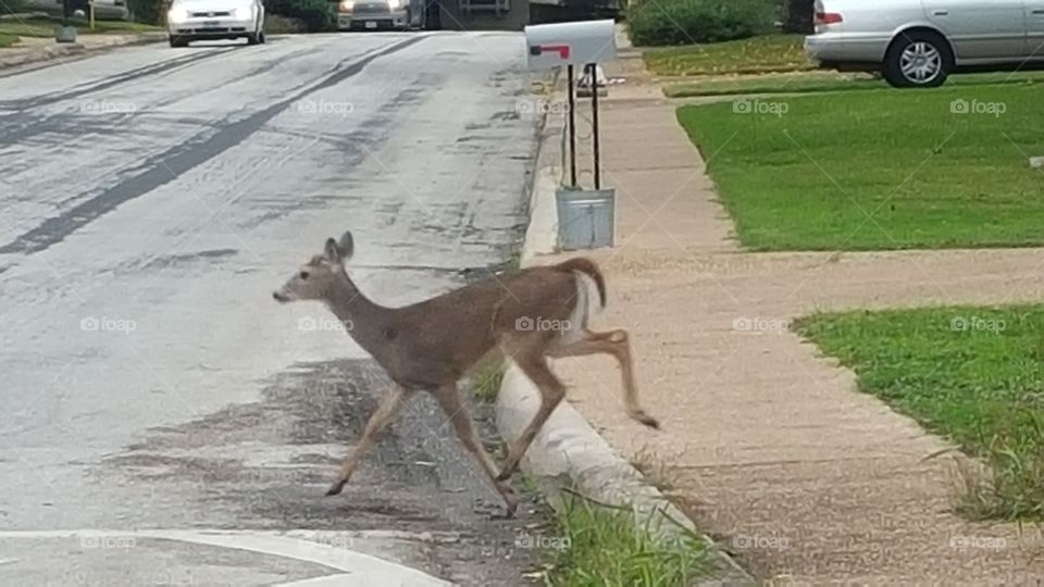 Deer Running.. Deer Running across road.