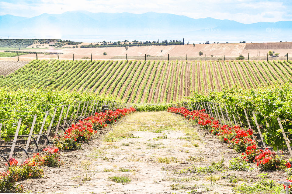 Vivid Vineyard Field
