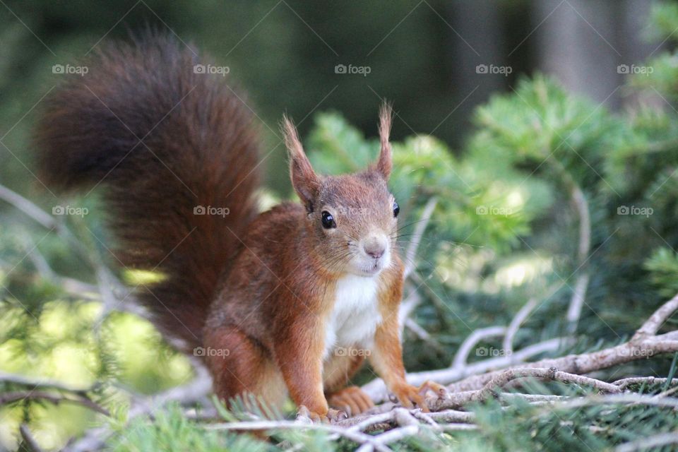 Red squirrel hopping through the branches looking for food. It was caught red-handed about to steal food from a bird house.