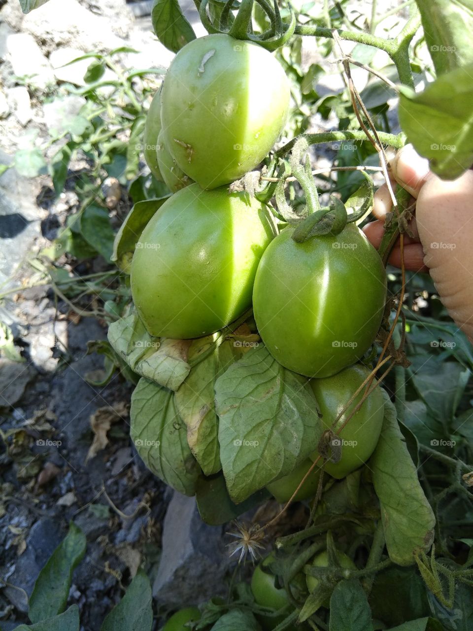 tomato plant nature
