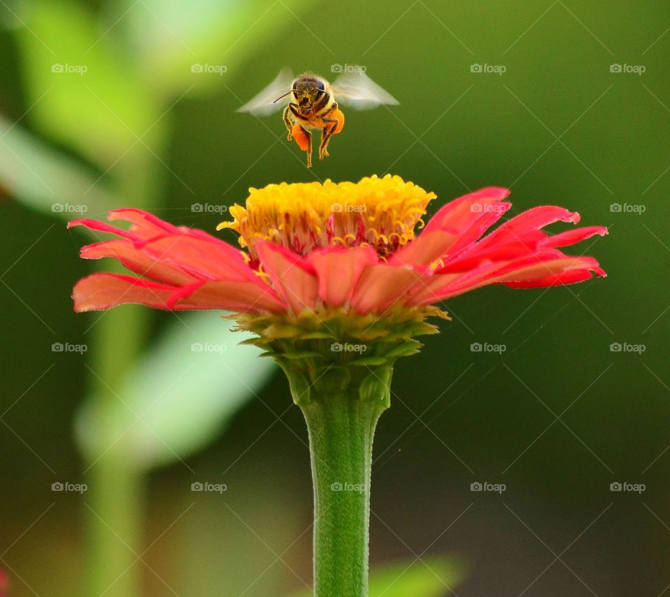 bee