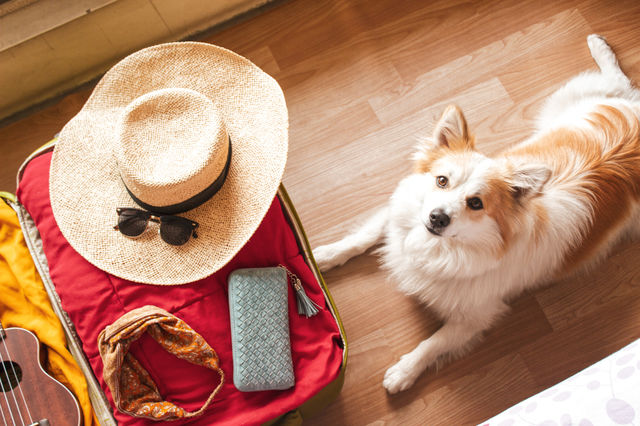 all set for a summer vacation with the doggo