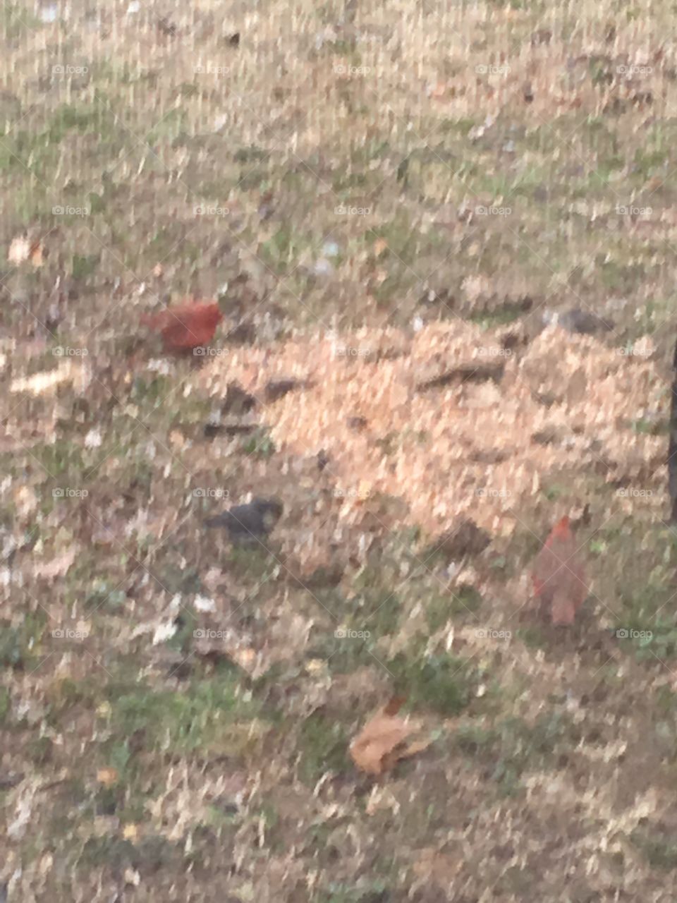 Several little birds found a pile of not do good bird seed which they are picking through.