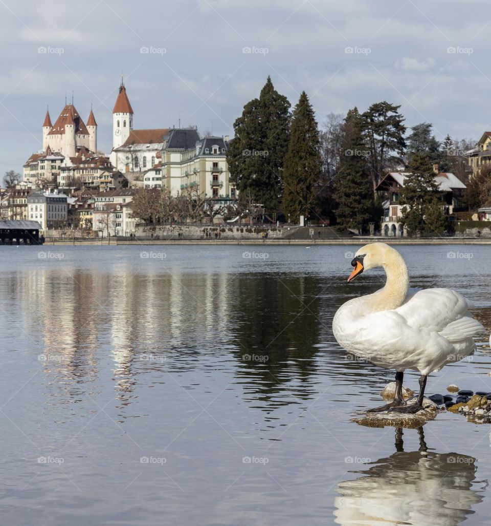 Swan resting on rock in front of thun skyline.