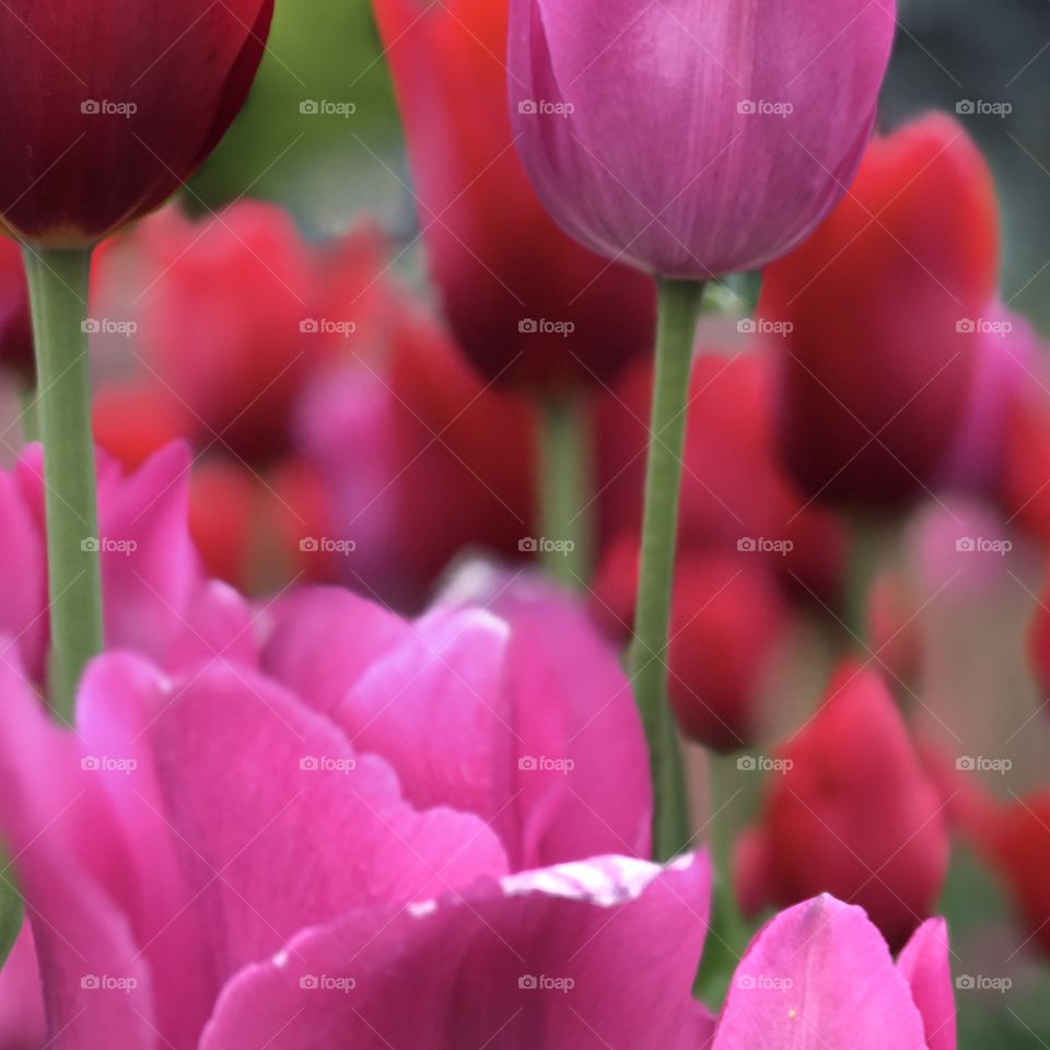 Tulips