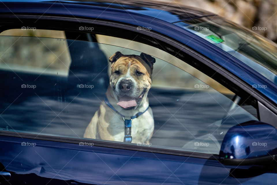 Pet at the car window