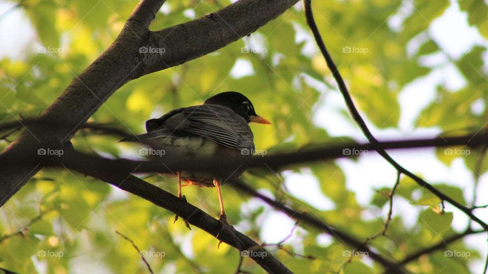 American robin standing on branch on late April evening 