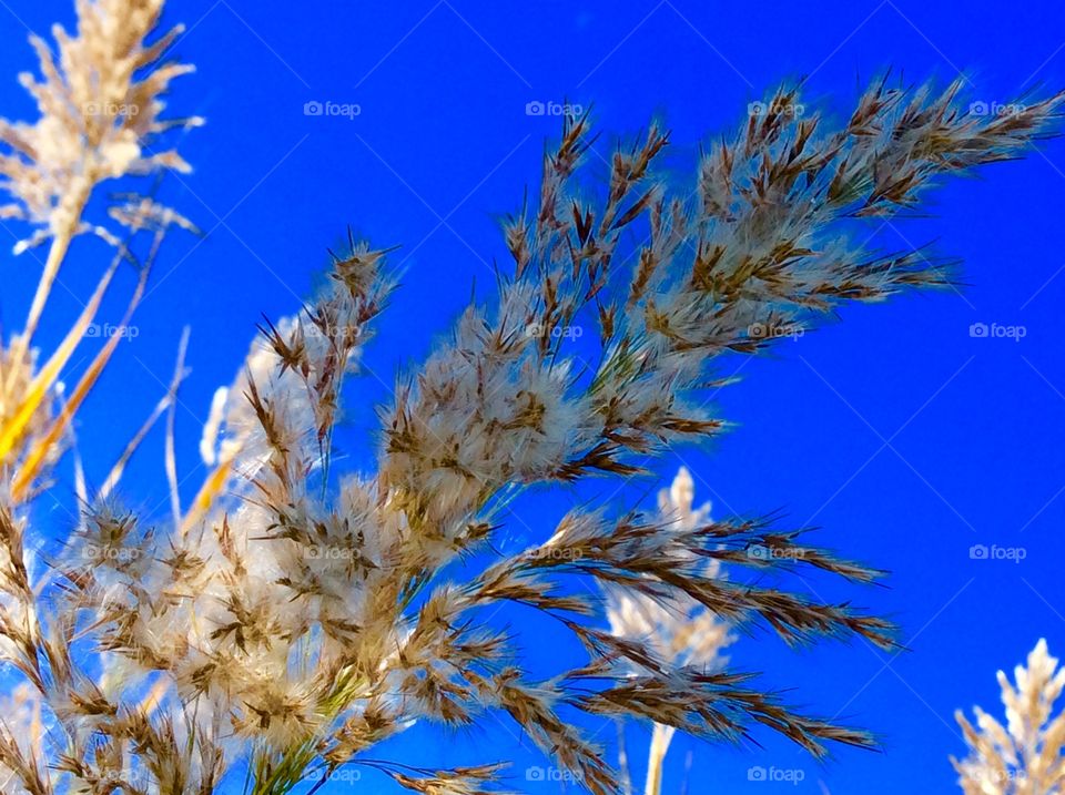 Beautiful tall graffiti feathery bloom