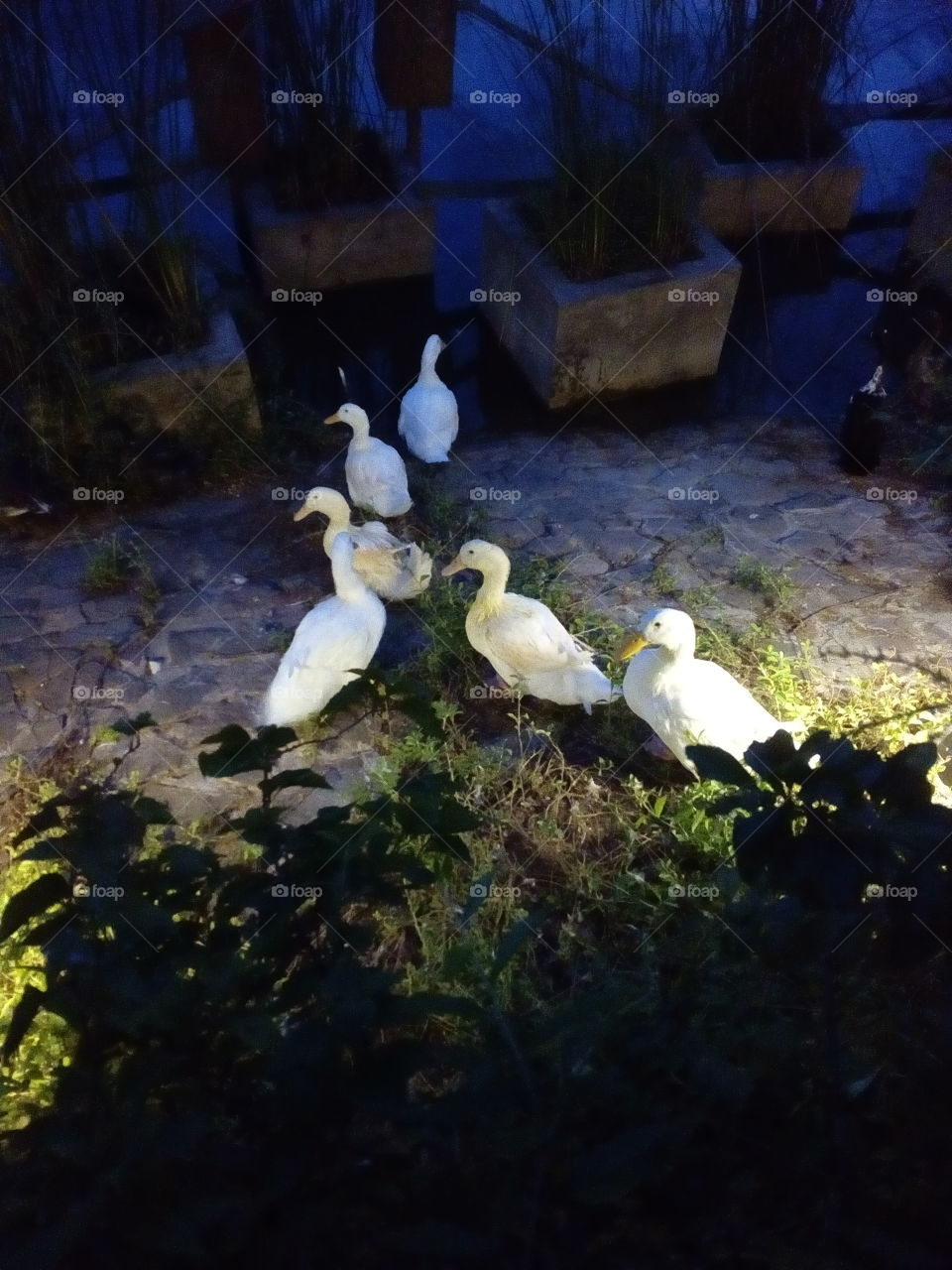 Ducks in the night