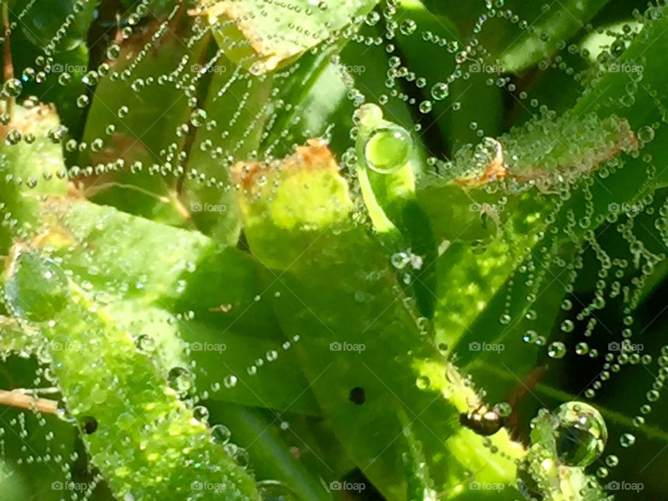 Morning dew on a spiderweb