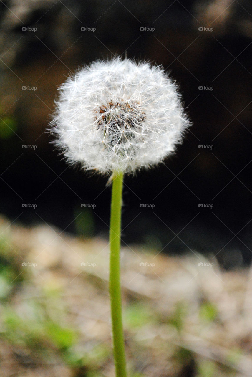 Lonely Dandelion 