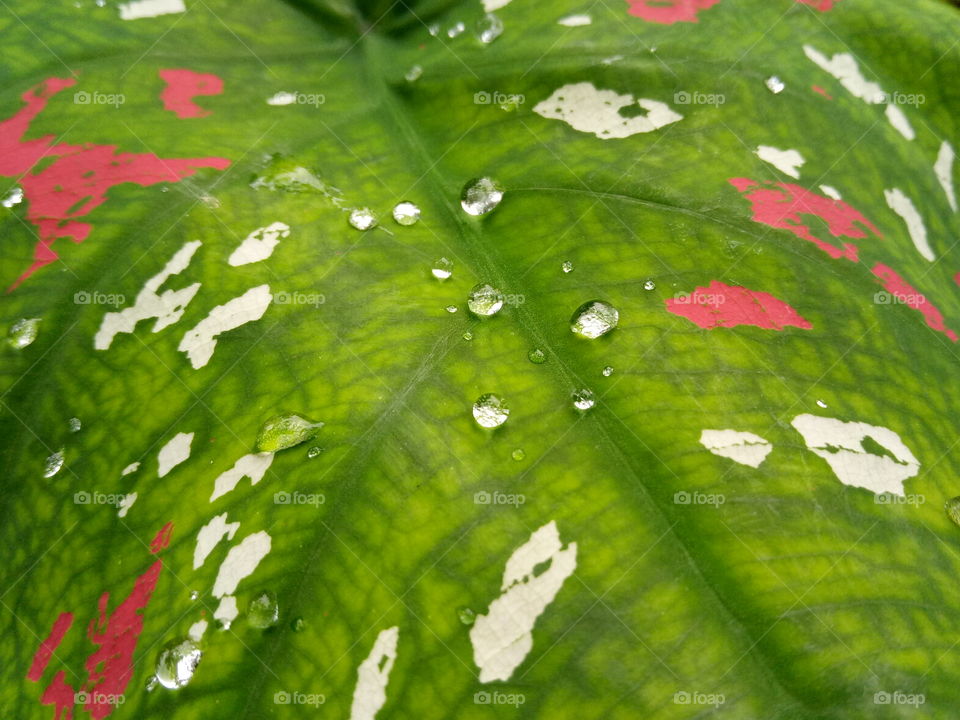 rain drops