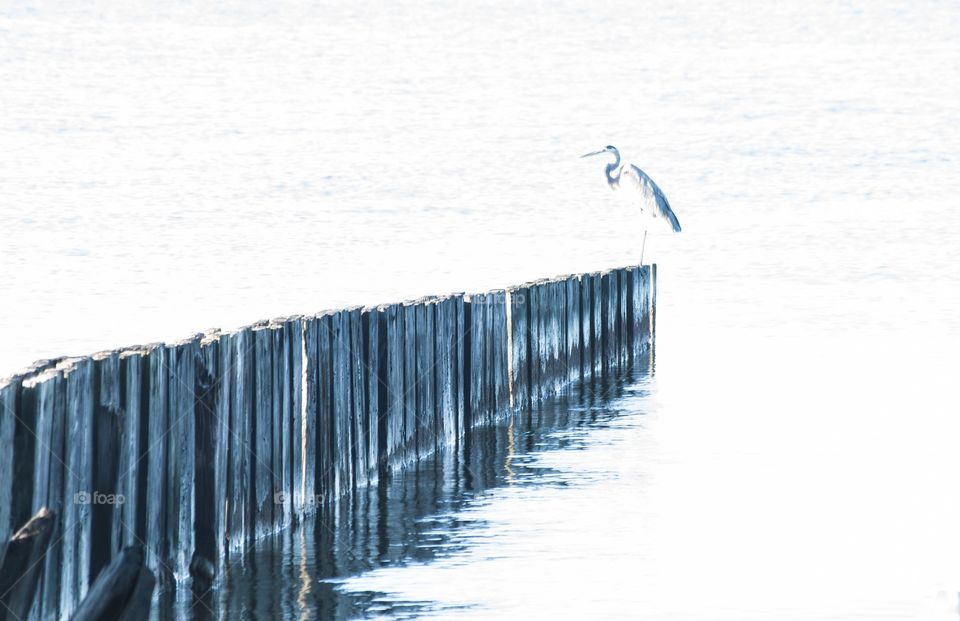 Bird in dock