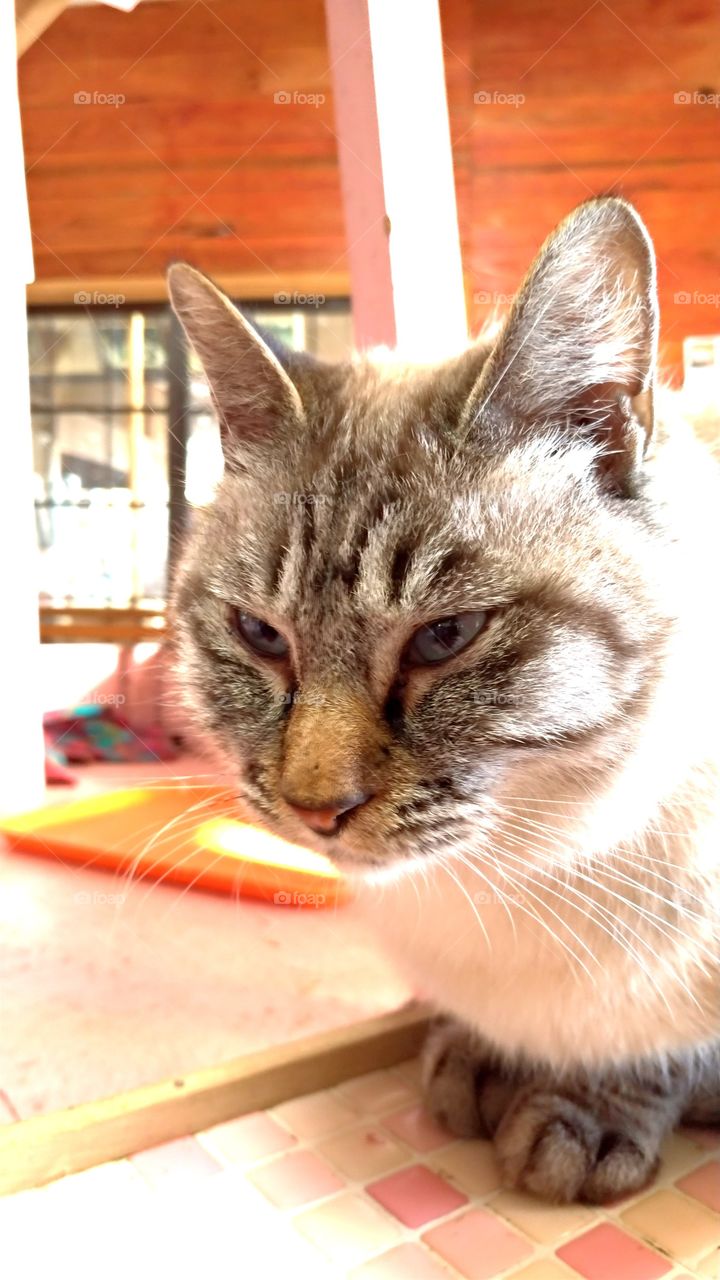 A cat bathing in the sun