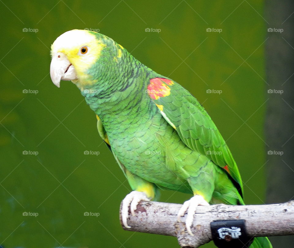 parrot