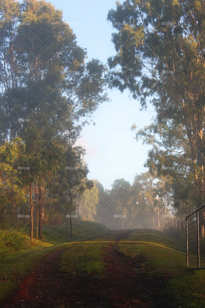 Early morning mist along the path