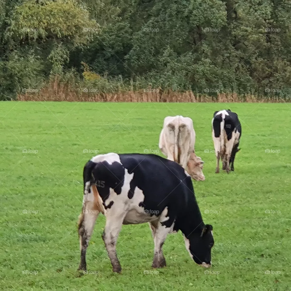Three cows graze on the land.
