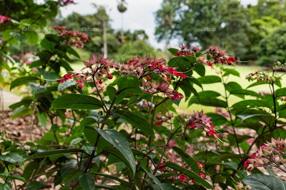 Beautiful red pinkish flowers in the garden