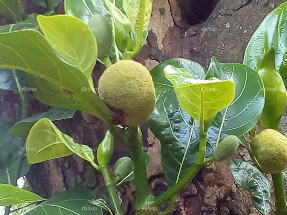 Jackfruit tree