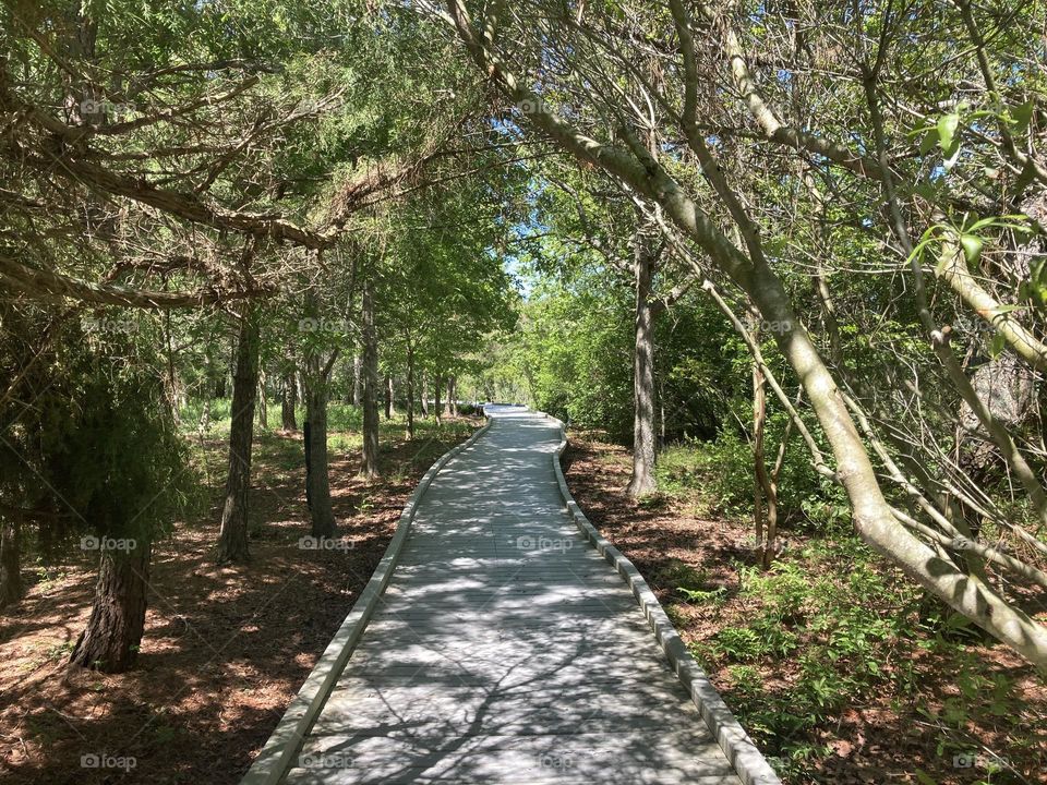 Wooden path leading into a relaxing nature walk